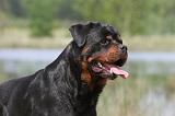 ROTTWEILER 309